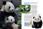 Preview: Entdecke die Pandas